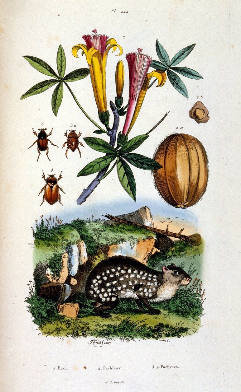 Botanical and Zoological Illustration by F. E. Guerin. From Dictionnaire Pittoresque d