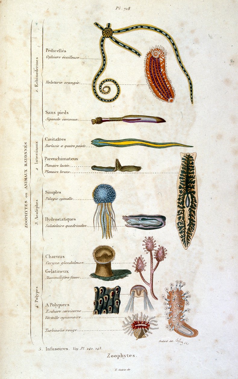 Botanical and zoological illustration from Dictionnaire pittoresque d