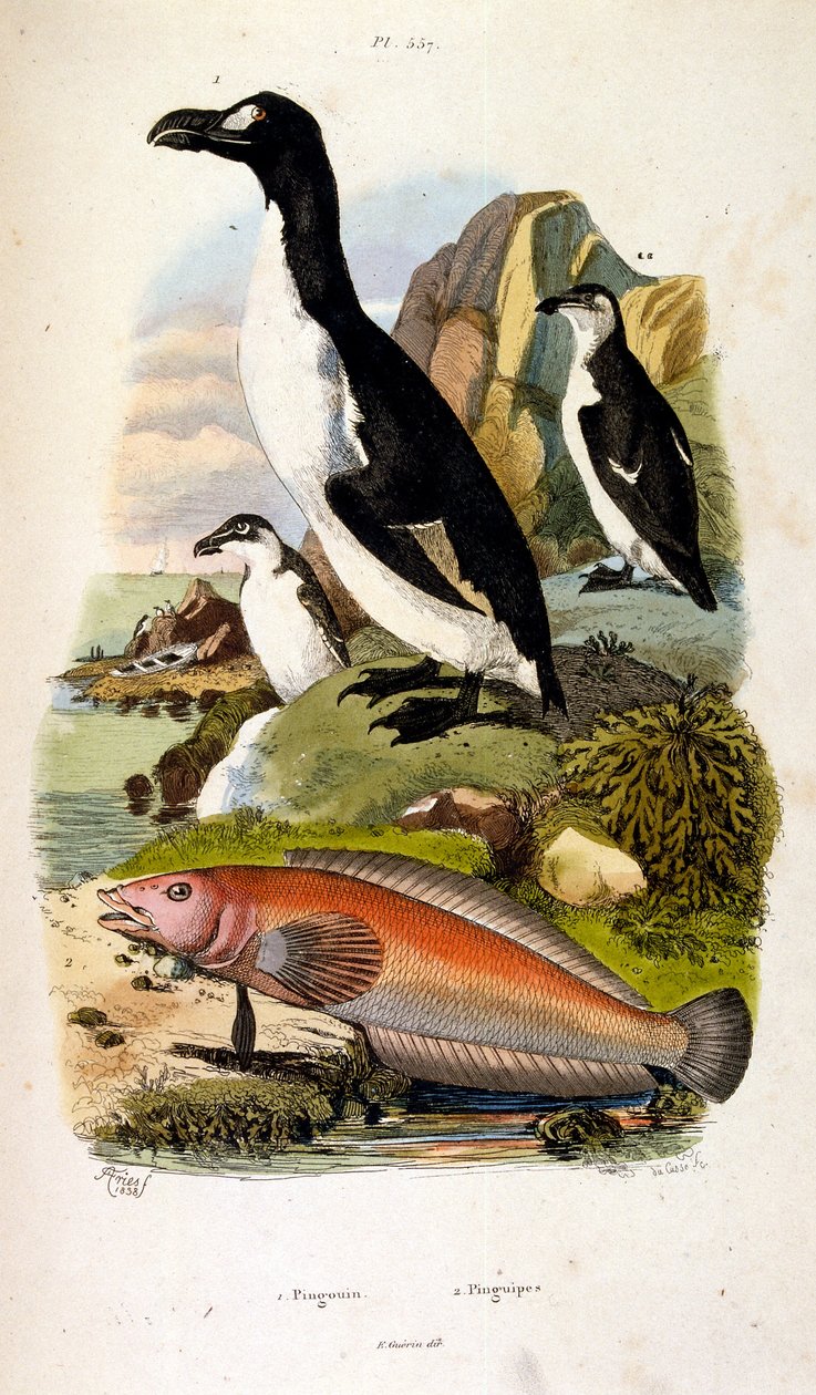 Botanical and zoological illustration from Dictionnaire pittoresque d