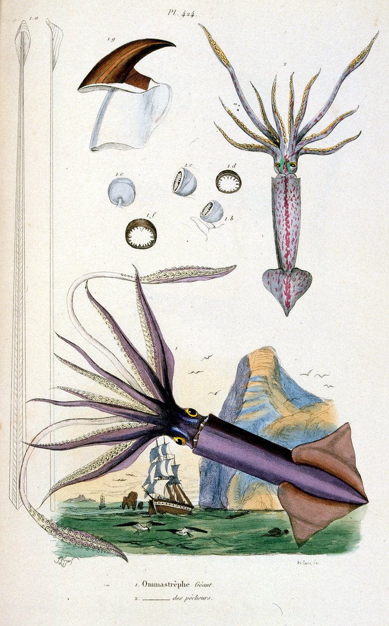 Botanical and zoological illustration from Dictionnaire pittoresque d