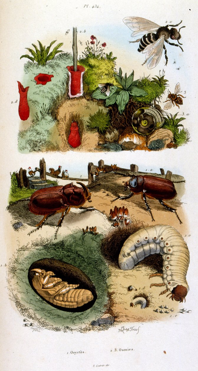 Botanical and zoological illustration from Dictionnaire pittoresque d