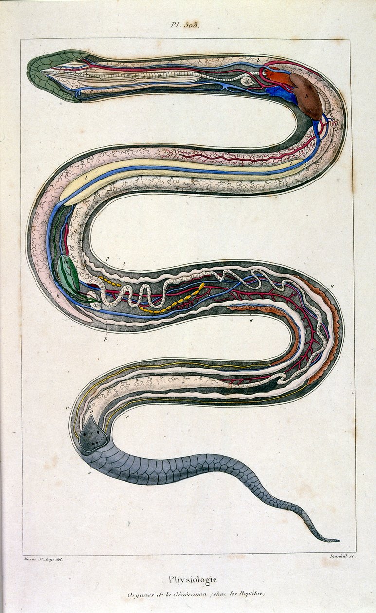 Botanical and zoological illustration from Dictionnaire pittoresque d