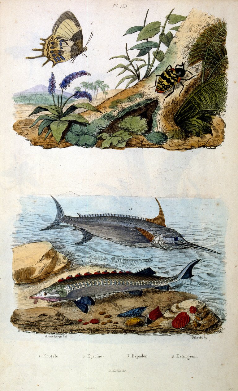 Botanical and zoological illustration from Dictionnaire pittoresque d