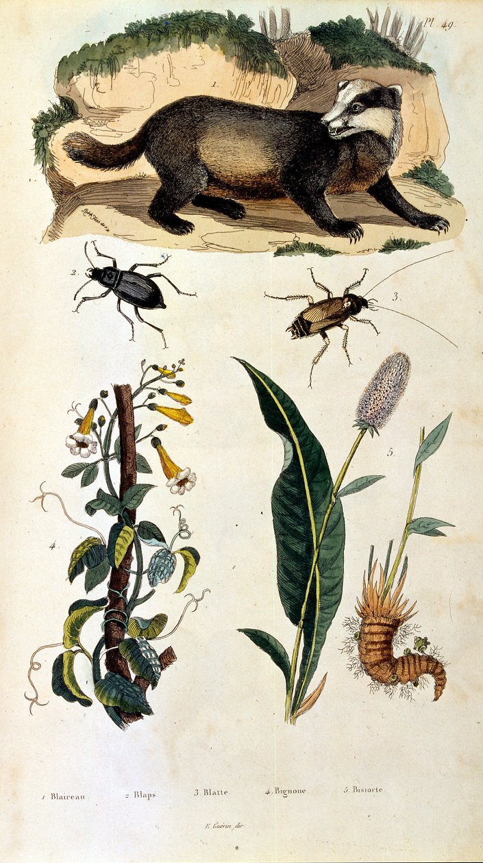 Botanical and Zoological Illustration from Dictionnaire pittoresque d