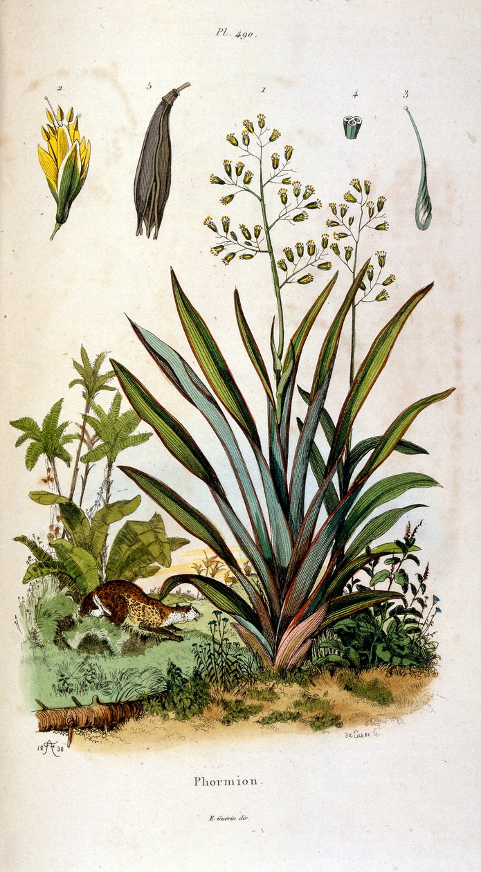 Botanical and Zoological Illustration from Dictionnaire pittoresque d