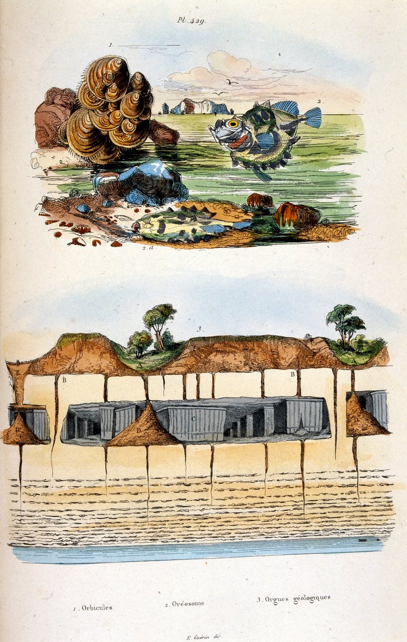 Botanical and Zoological Illustration from Dictionnaire pittoresque d