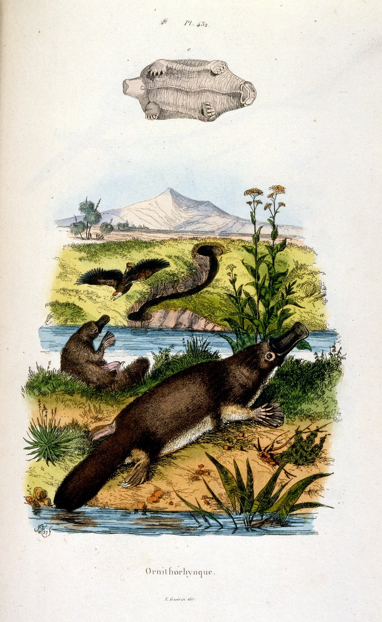 Botanical and Zoological Illustration from Dictionnaire pittoresque d
