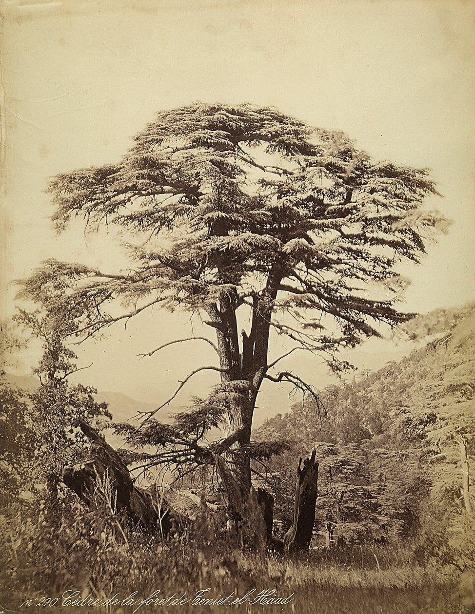 Large Cedar Tree in the Teniet el Haad Forest, Lebanon by Félix Bonfils