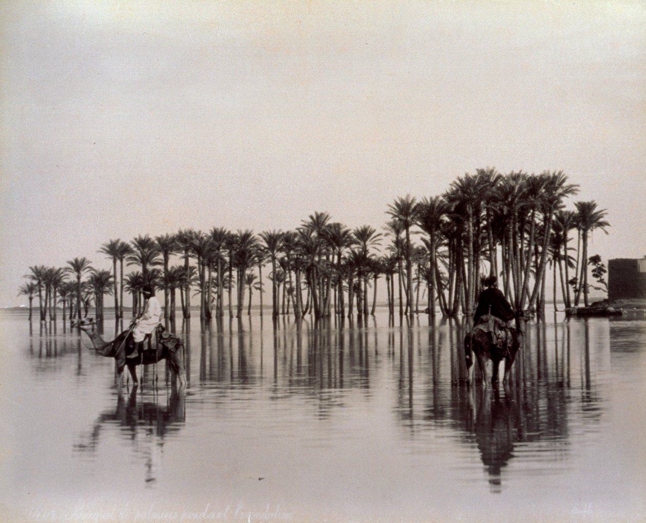 Men on camels while crossing an Egyptian desert area flooded by the Nile, Egypt by Félix Bonfils