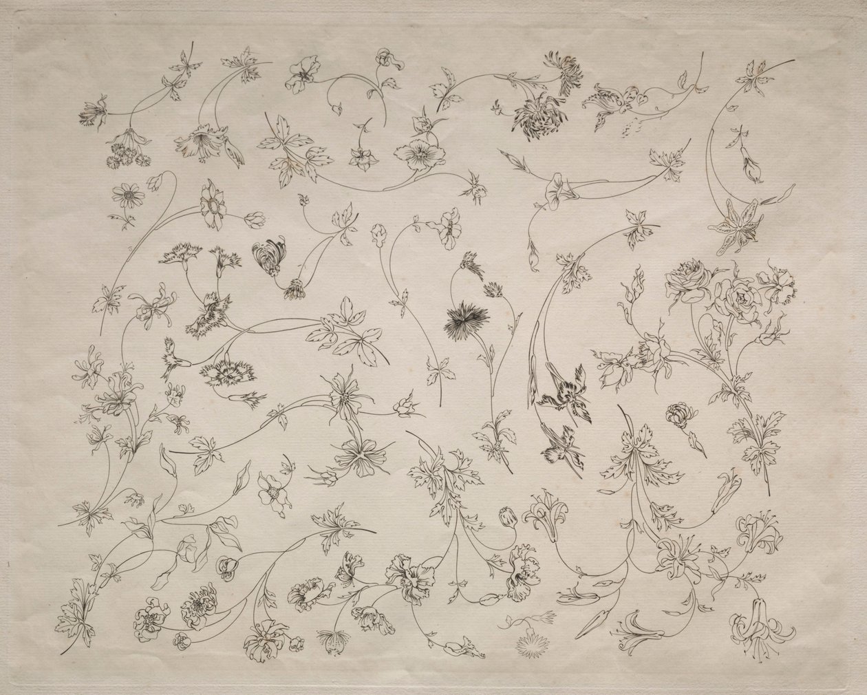Flower designs for plates and borders (no. 14) by Felix Bracquemond