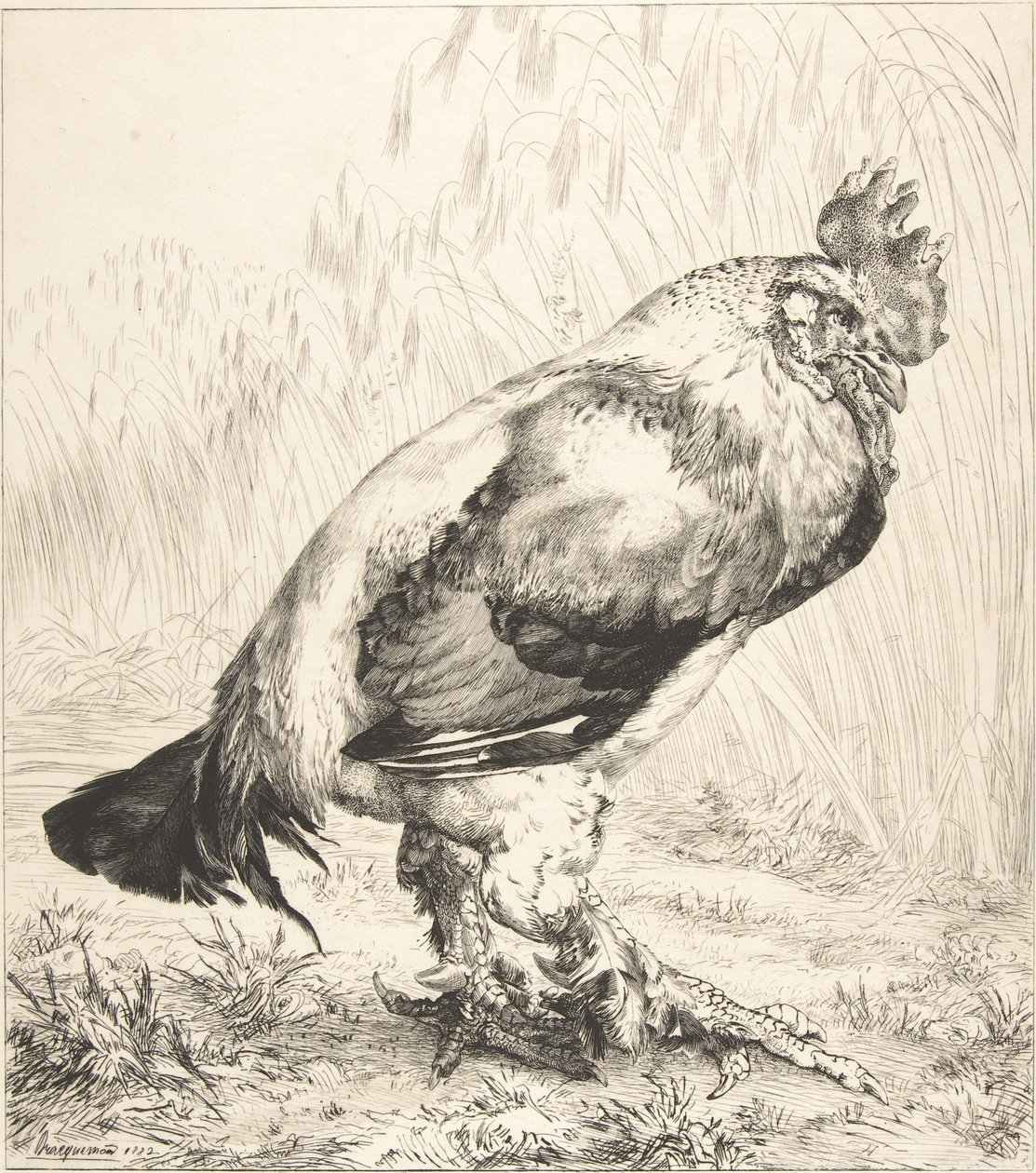 The Old Cock by Felix Bracquemond