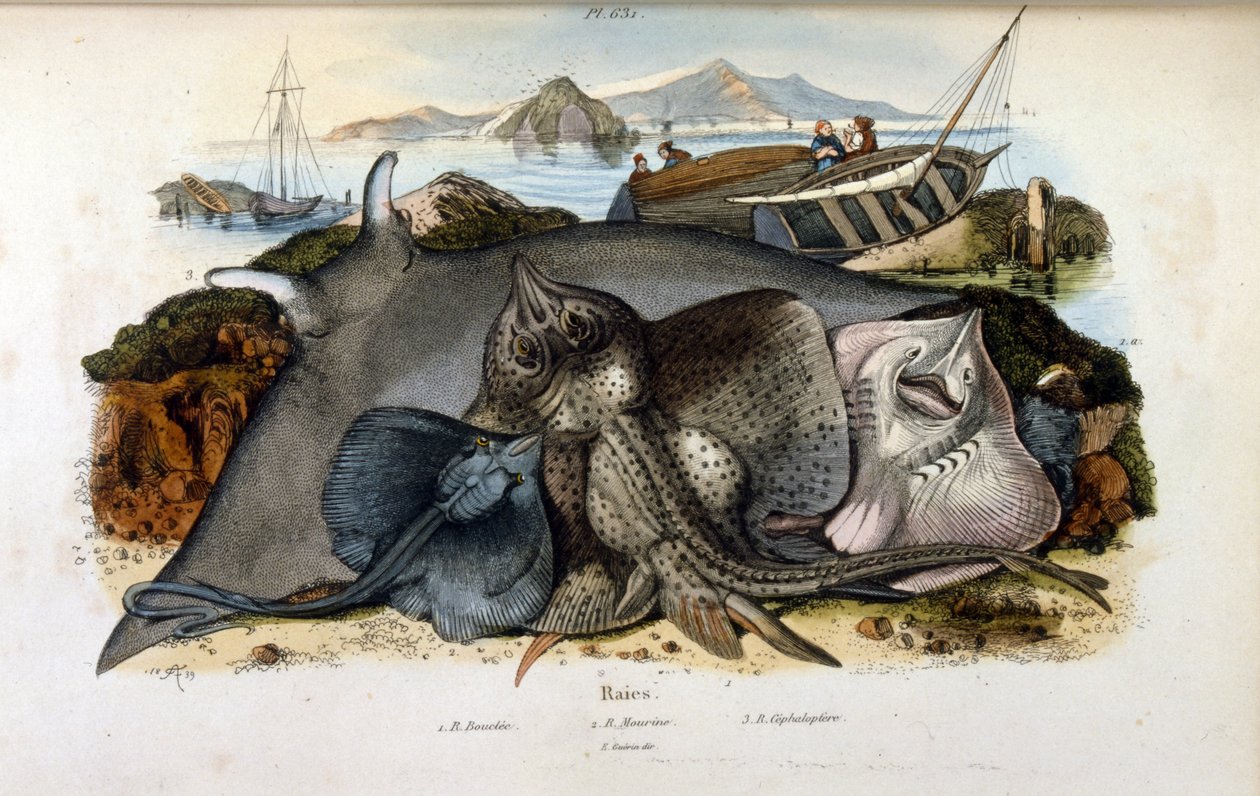 Illustration of Manta Ray fish by Felix Edouard Guerin