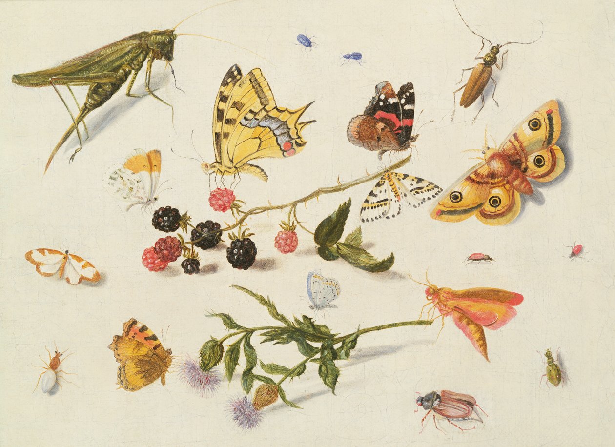 Study of Insects, Flowers and Fruits, 17th century by Ferdinand van Kessel