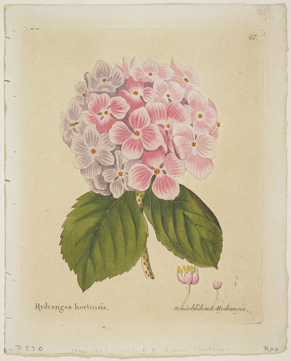 Schonbluhende Hydrangia, from Icones Plantarum Medico-Oeconomico-Technologicarum cum Earum Fructus ususque Descriptione, 1804 by Ferdinand Bernhard Vietz