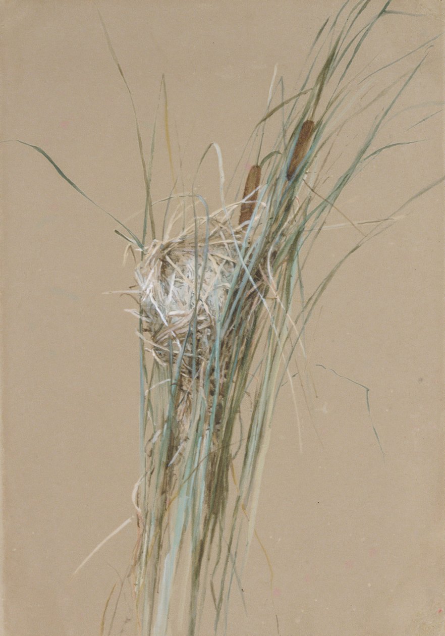 Birds Nest in Cattails by Fidelia Bridges