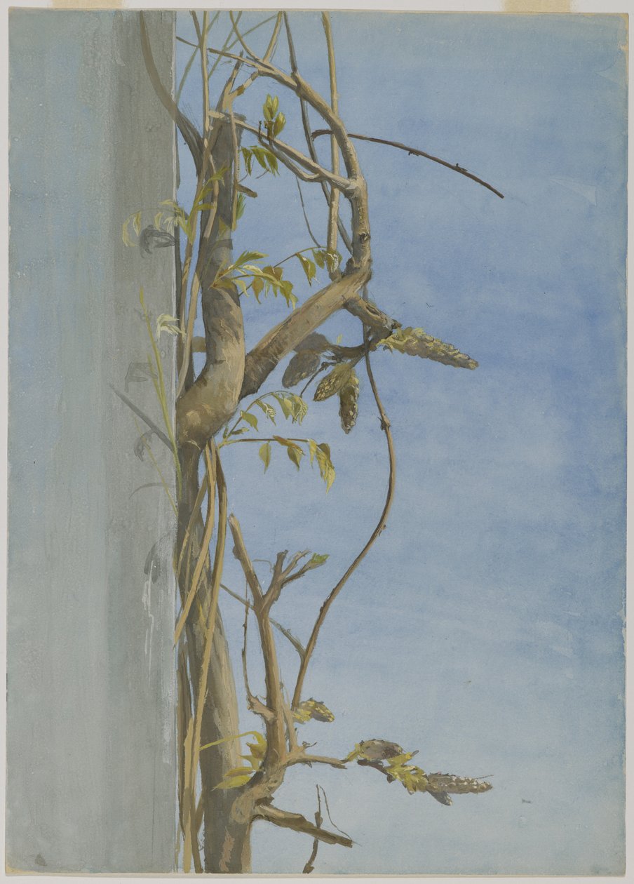 Wisteria on a Wall by Fidelia Bridges