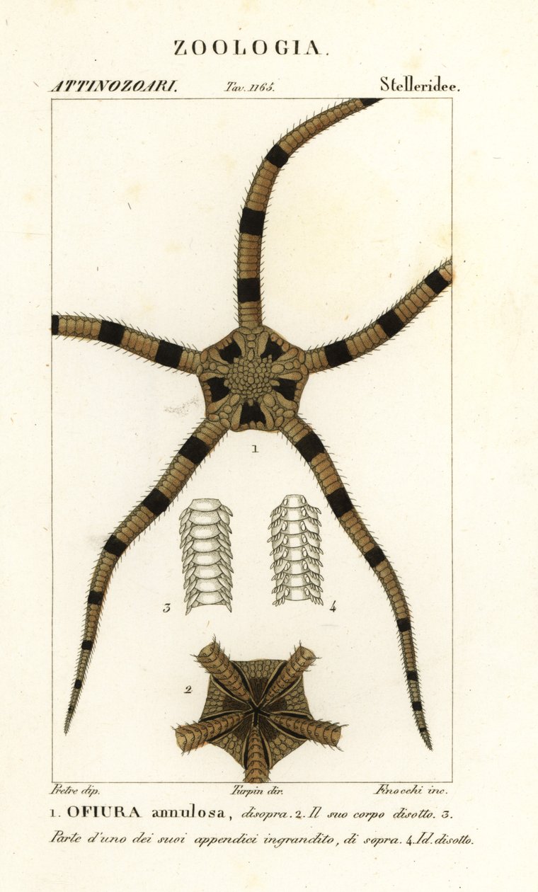 Brittle Star Echinoderm by Finocchi Finocchi