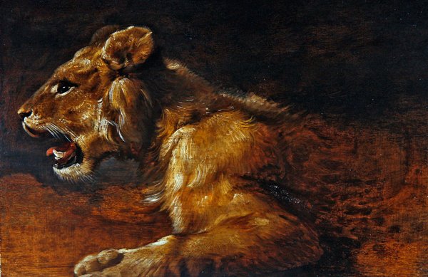 A Study of a Young Lion, School of Antwerp, c.1640 by Flemish School