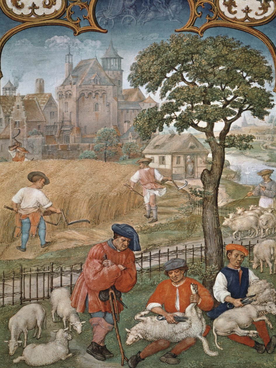 The Month of July: Harvest and Sheep Shearing, from the Breviarium Grimani, c.1515 by Flemish School