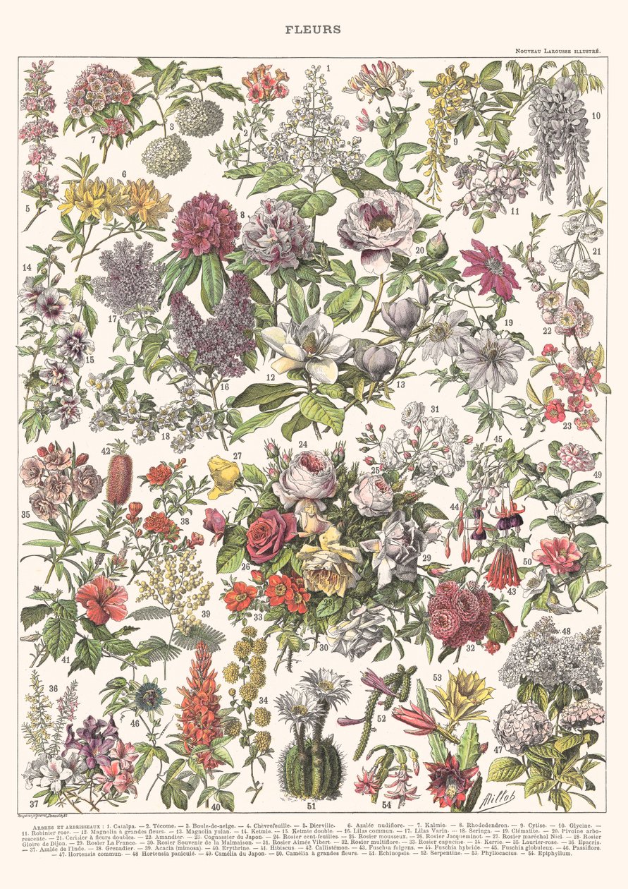 Fleurs II - ASTER EDITION, 2023 by Florent Bodart
