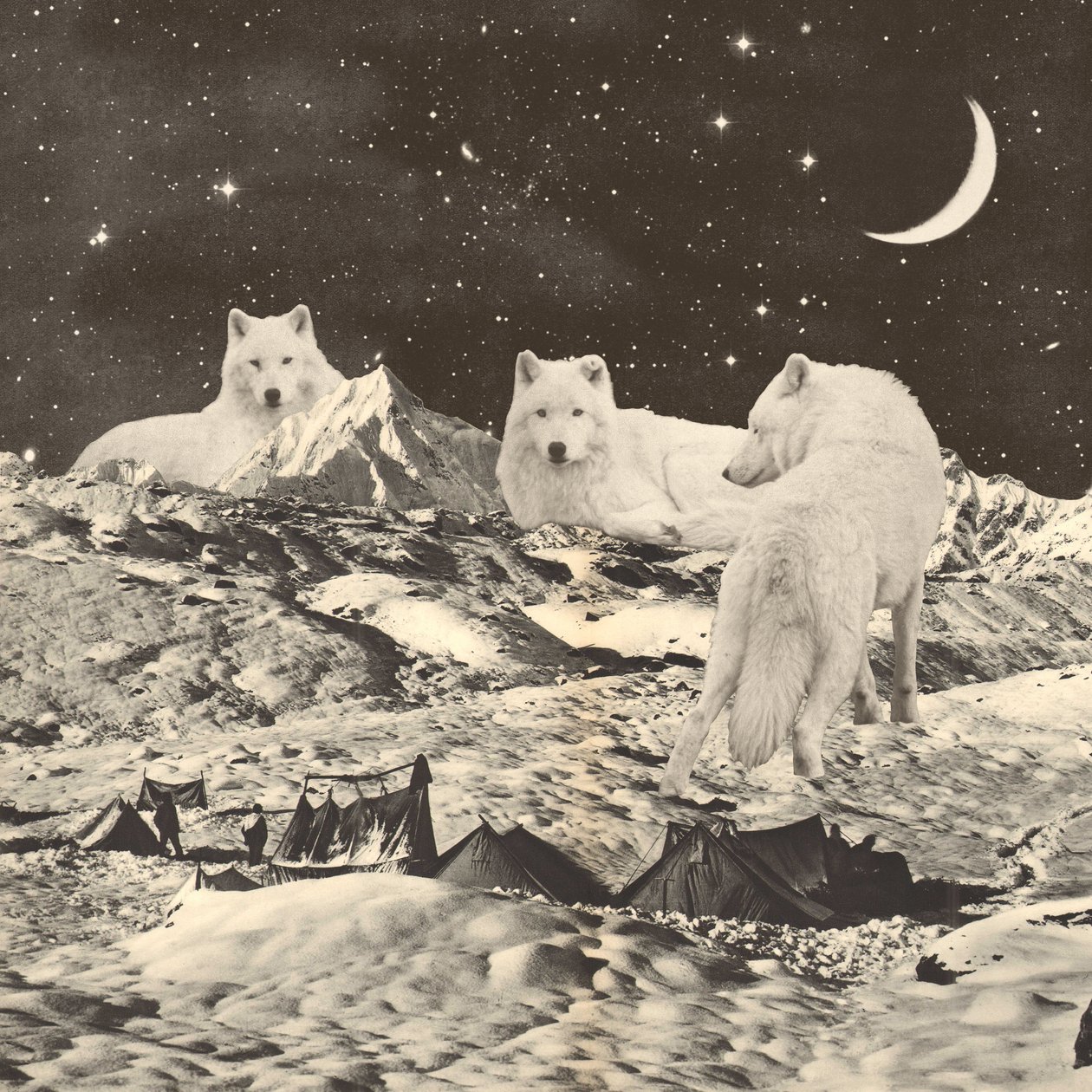 Three Giant White Wolves on Mountains by Florent Bodart