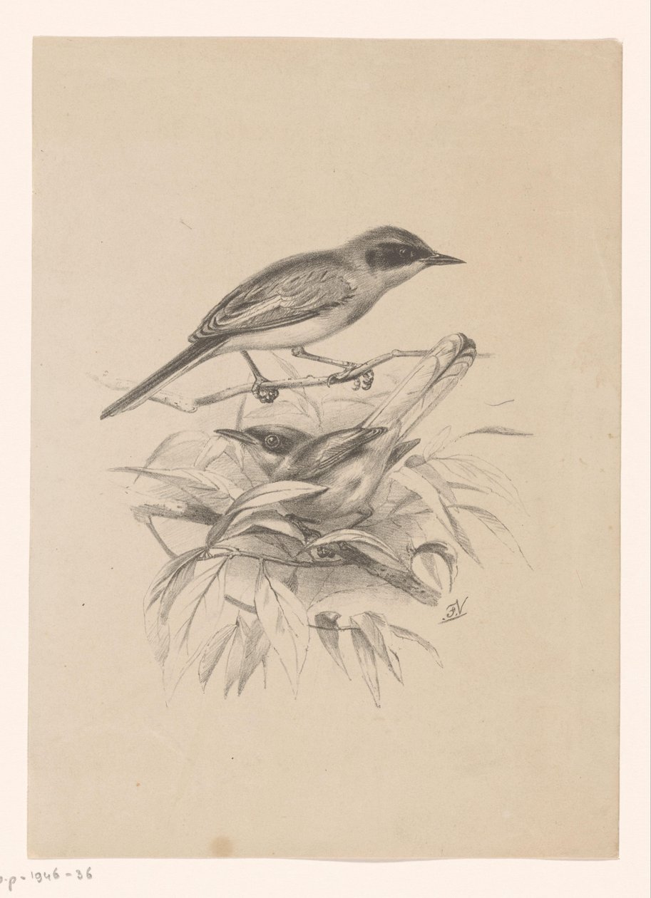 Two Small Birds on a Branch by Floris Verster