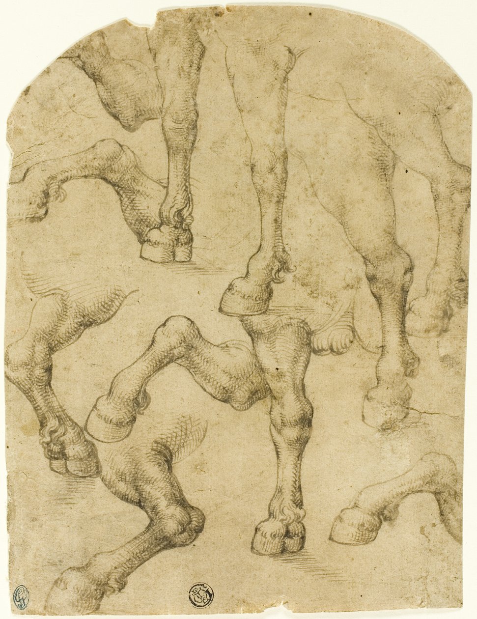 Sketches of Horses