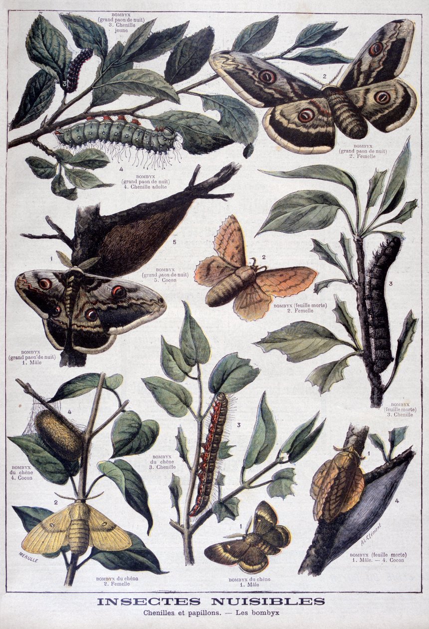 Harmful insects: caterpillars, butterflies and moths by Fortuné Méaulle