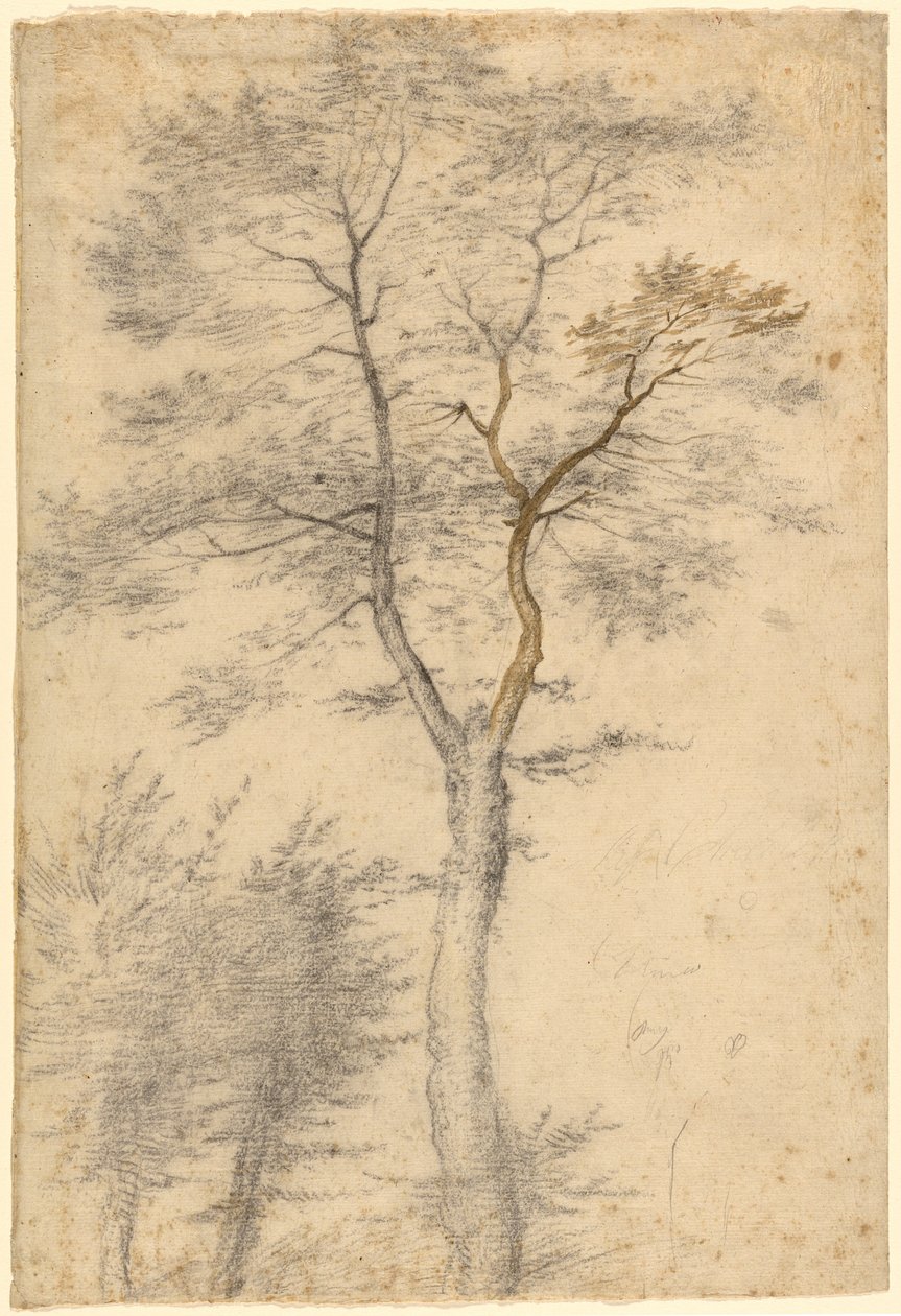 Three Studies of Trees by Fra Bartolommeo (Baccio della Porta)
