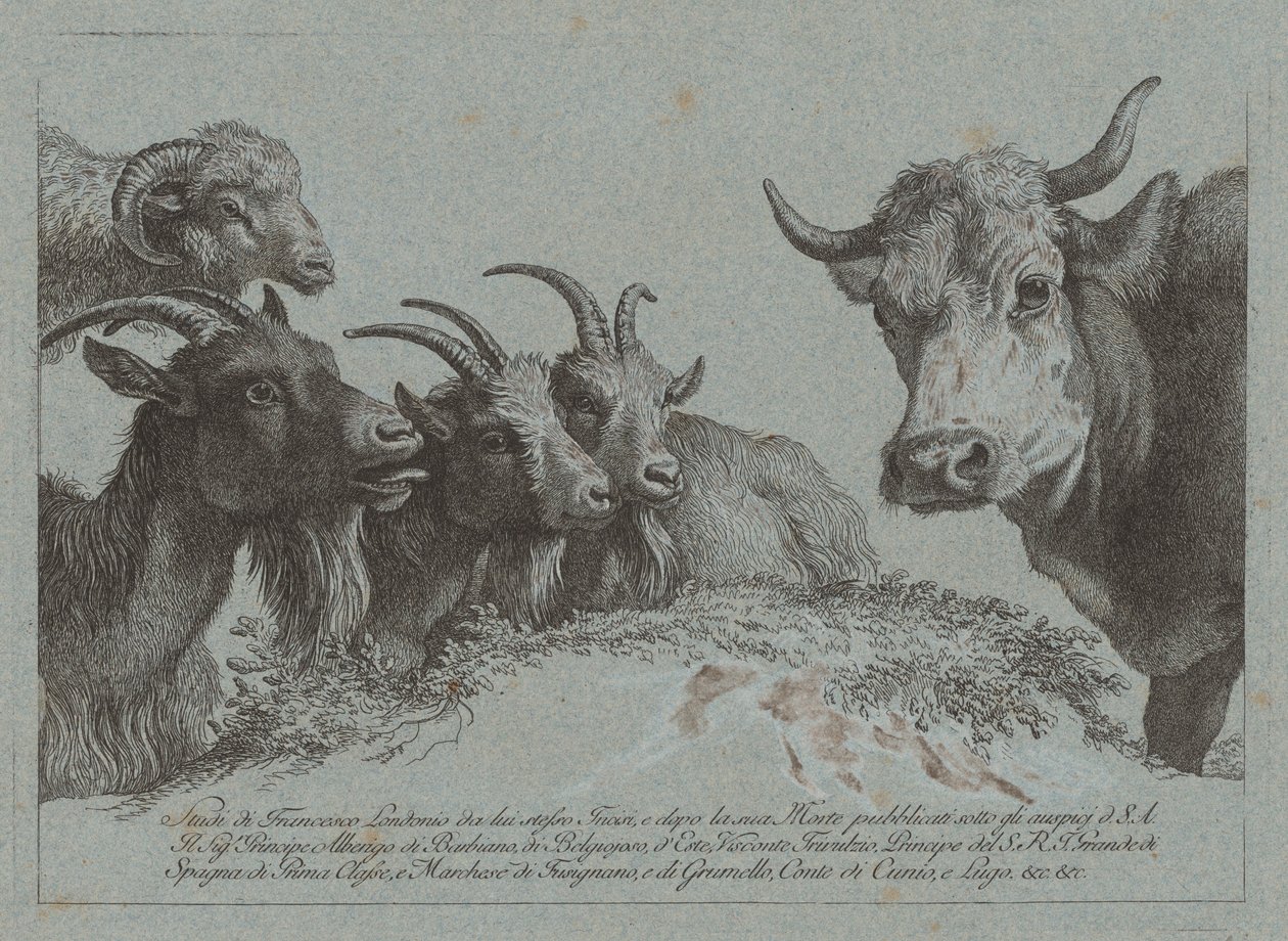 Study of Heads: Three Goats, an Ox, and a Ram, published c. 1783 by Francesco Londonio