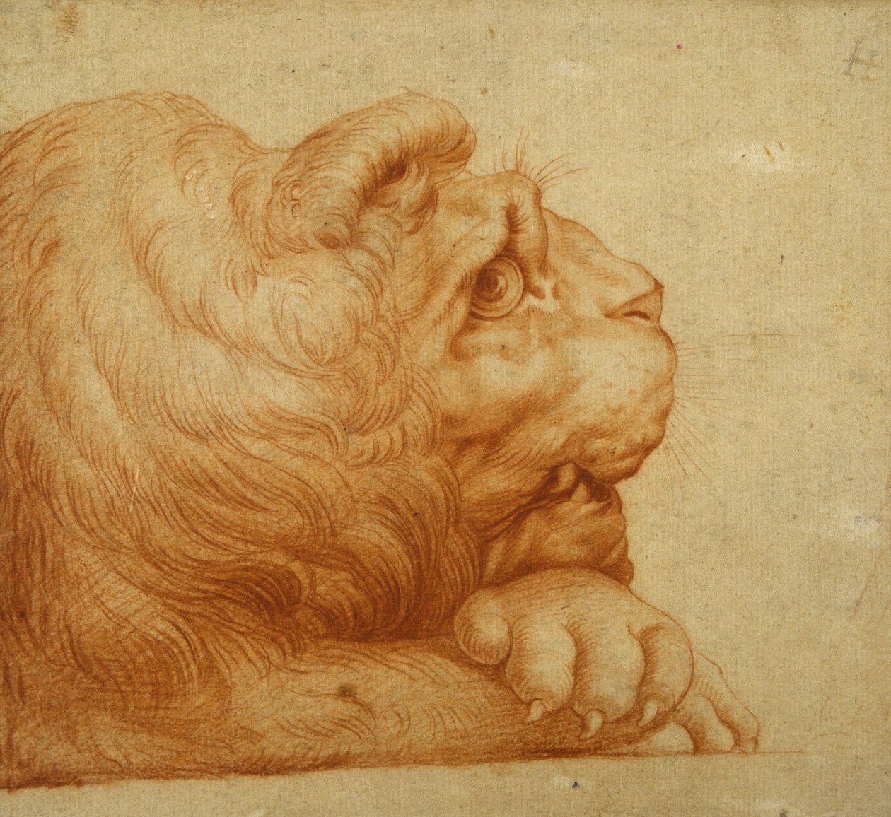 A Lion