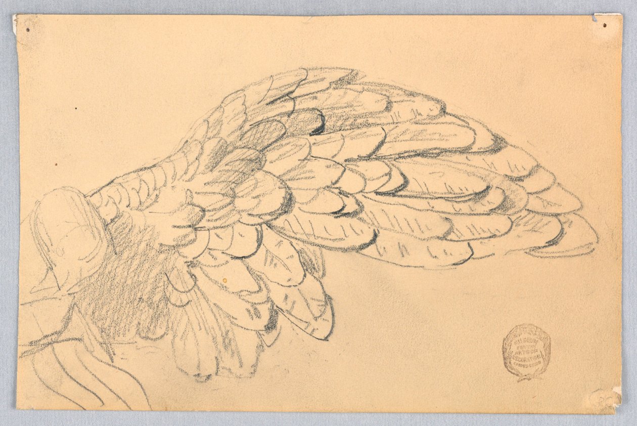 Study of a Wing by Francis Augustus Lathrop