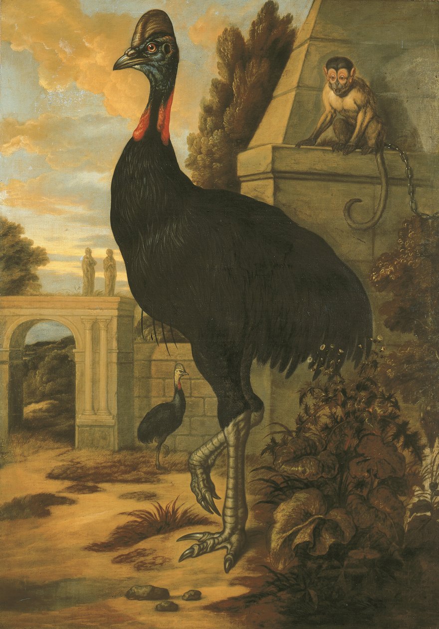 A Cassowary by Francis Barlow
