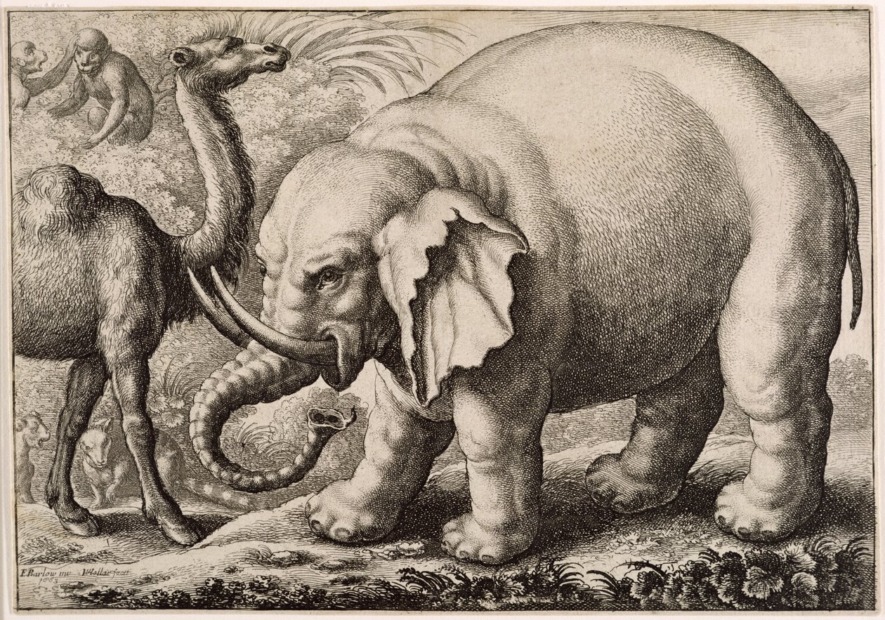 An Elephant and a Camel, engraved by Wenceslaus Hollar (1607-77) 1663 by Francis Barlow