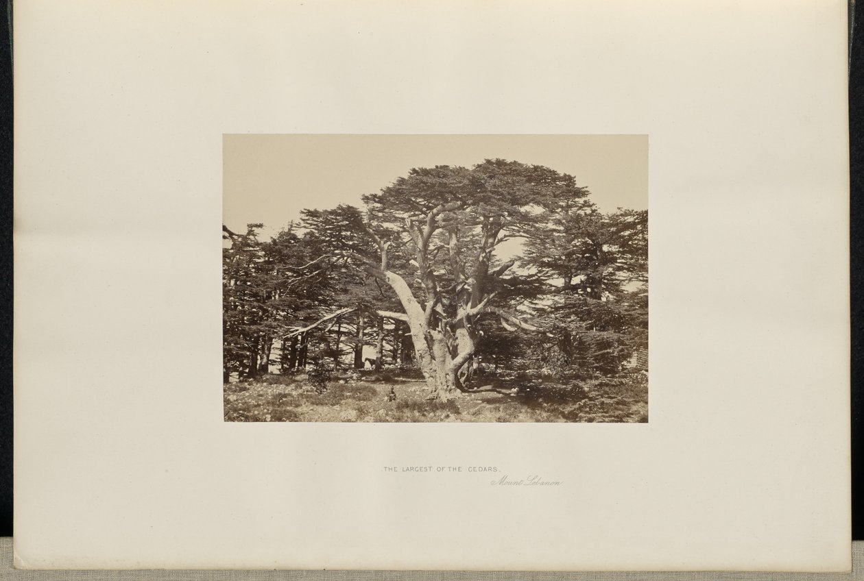 The Largest of the Cedars, Mount Lebanon by Francis Frith