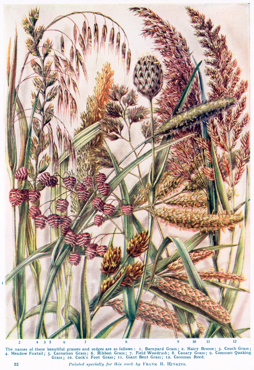 Some Beautiful British Grasses and Sledges by Francis Robert Hinkins