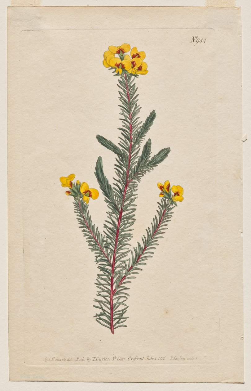 The Botanical Magazine or Flower Garden Displayed: Plate 944, Dillwynia Glaberrima. Smooth-Leaved Dillwynnia. [Dillwynia ericifolia gaberrima] by Francis Sansom