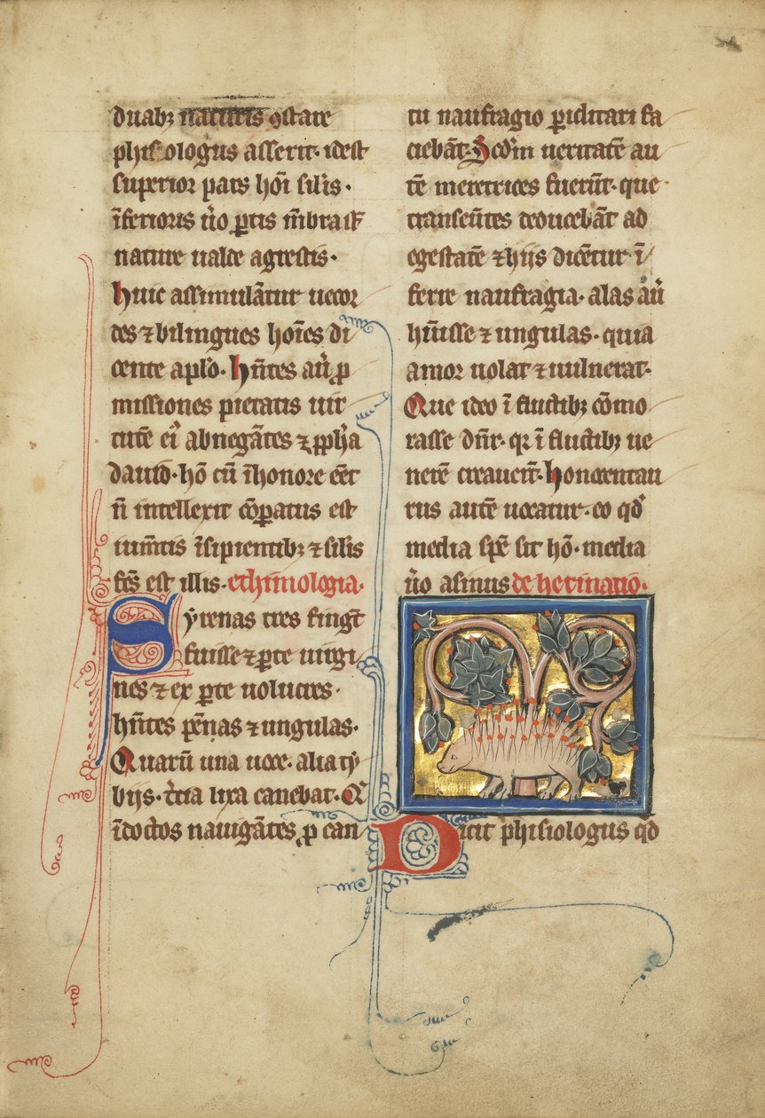 A Hedgehog from a Bestiary Ms Ludwig XV 4, fol. 82, c.1280-1300 by Franco Flemish School