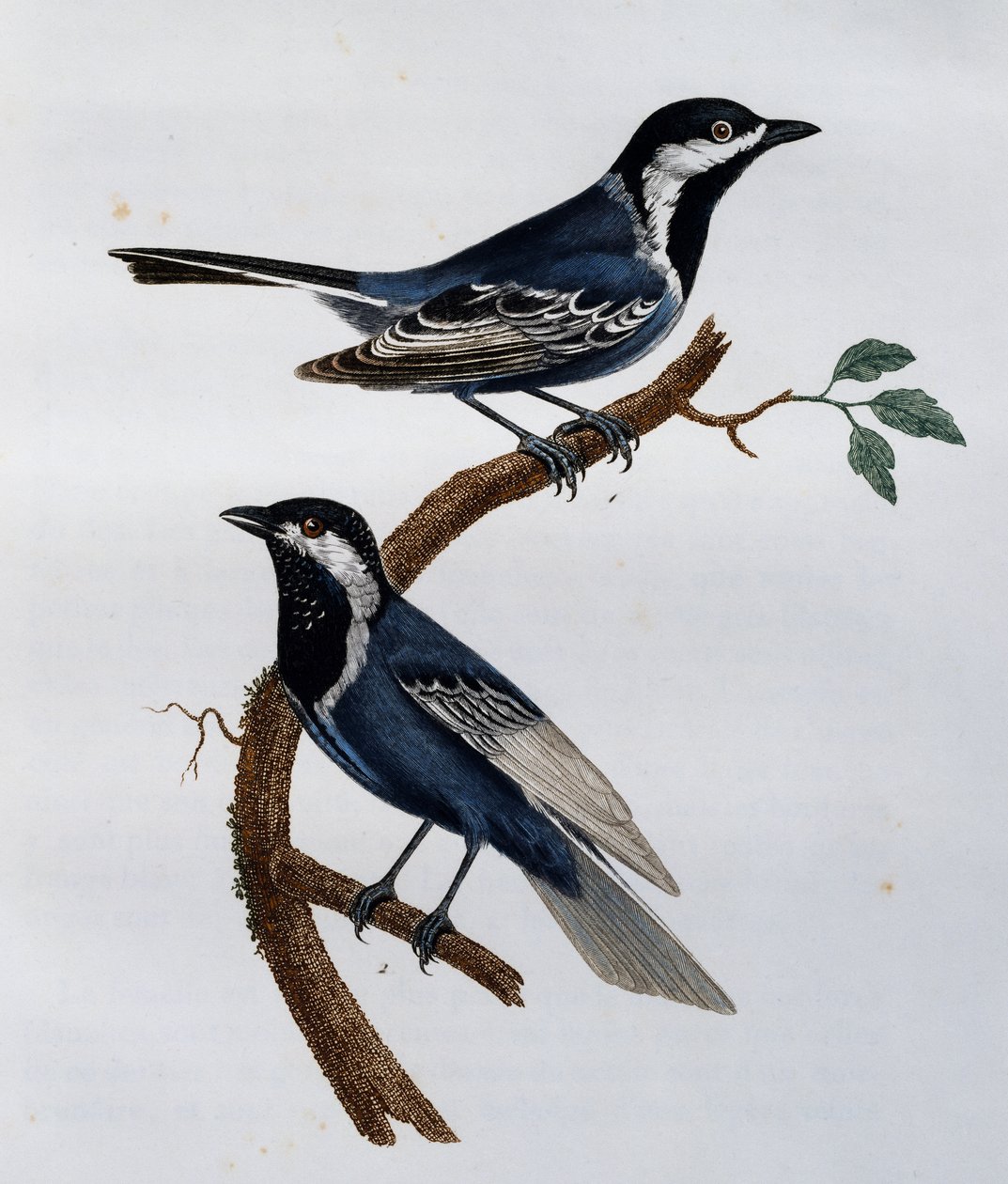 Ashy Tit (Parus cinerascens), Engraving from Histoire Naturelle des Oiseaux d