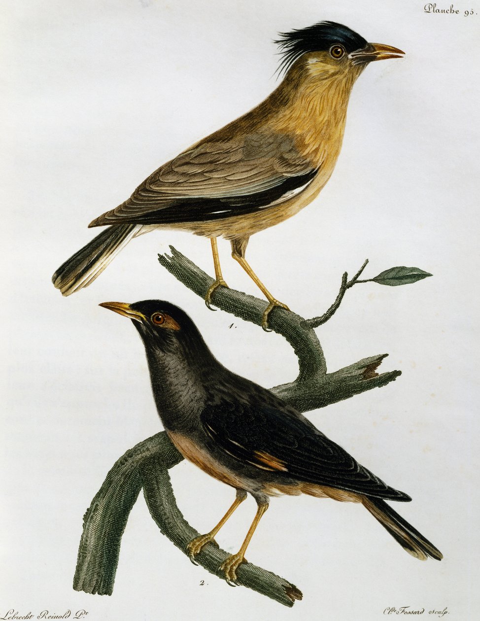 Brahminy Starling (Sturnus pagodarum) and Bank Myna (Acridotheres ginginianus) by Francois Le Vaillant