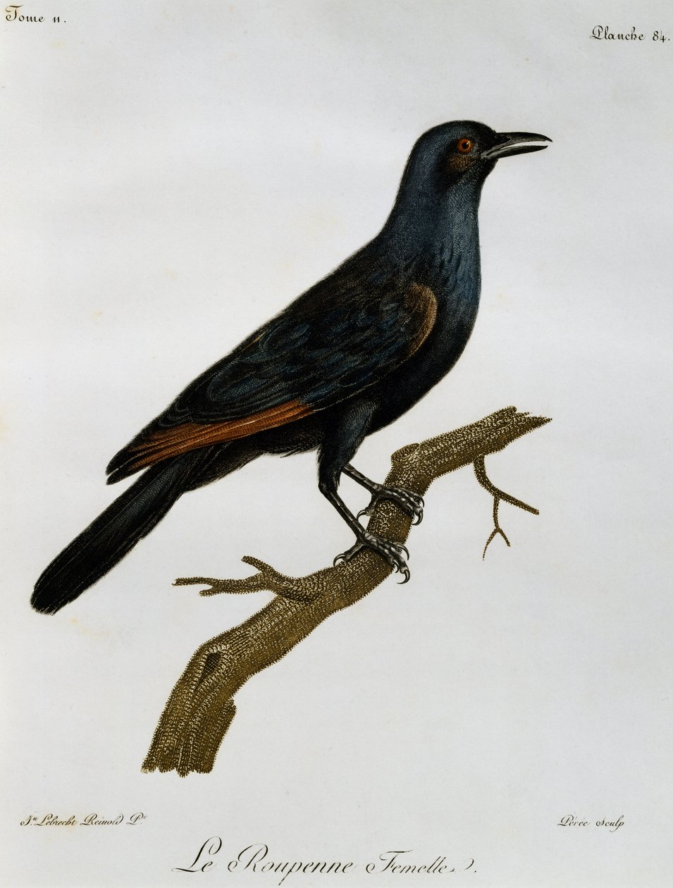 Female Red-winged Starling (Onychognathus morio), Engraving from Histoire Naturelle des Oiseaux d