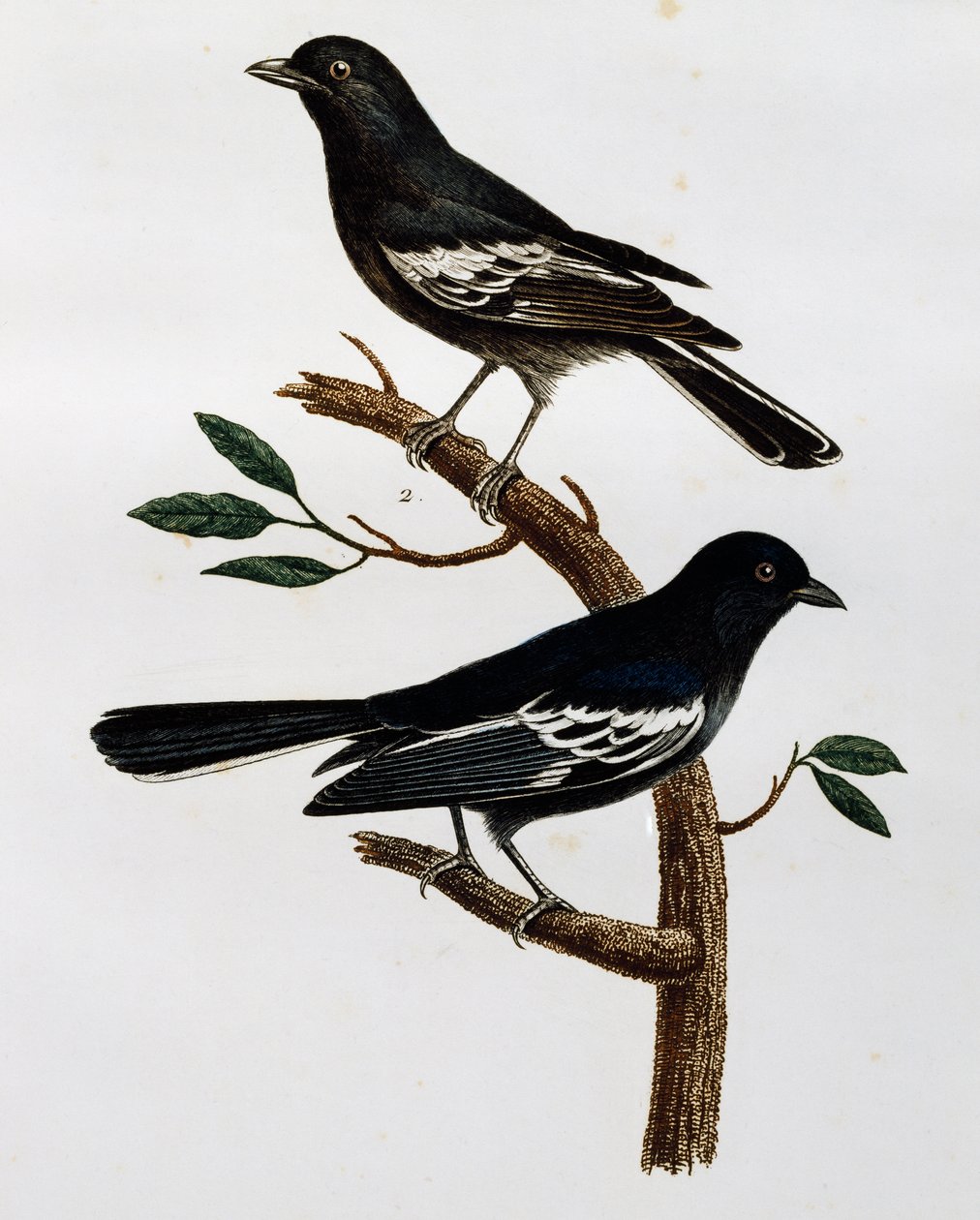 Male and Female of Black Tit (Parus niger) by Francois Le Vaillant