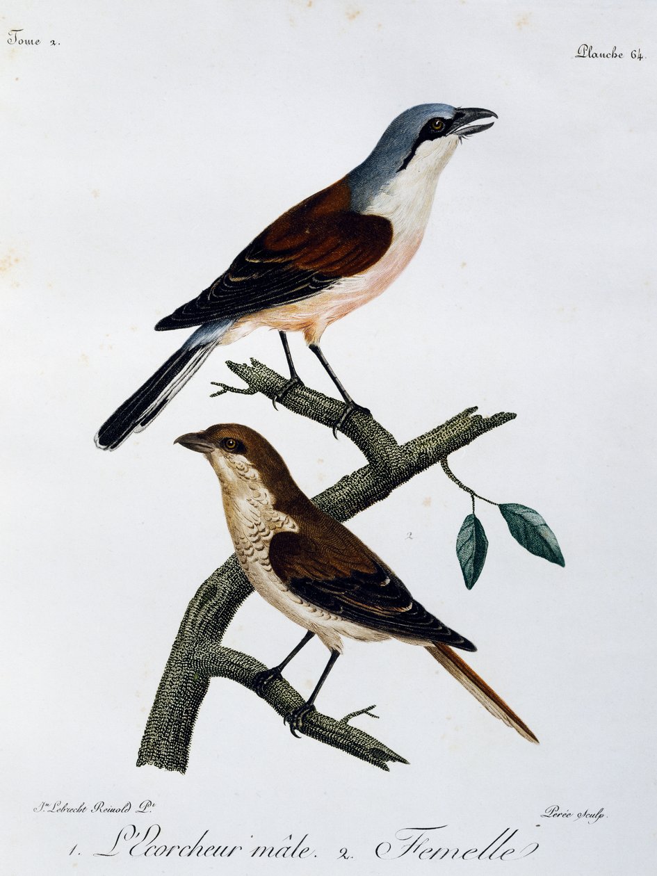 Male and female of Red-backed Shrike (Lanius collurio), engraving from Histoire Naturelle des Oiseaux d