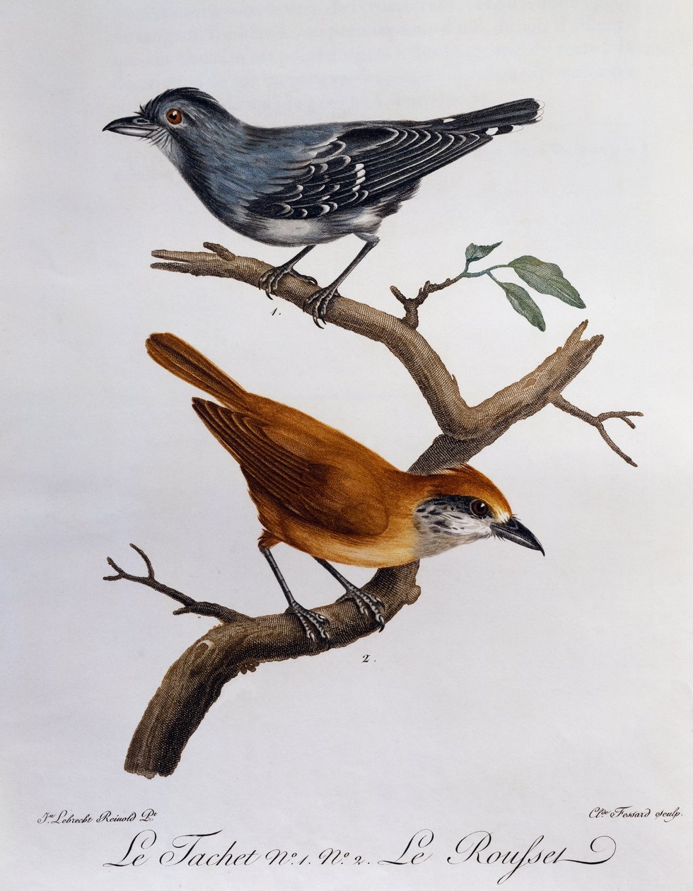 Tachet and Rousset by Francois Le Vaillant