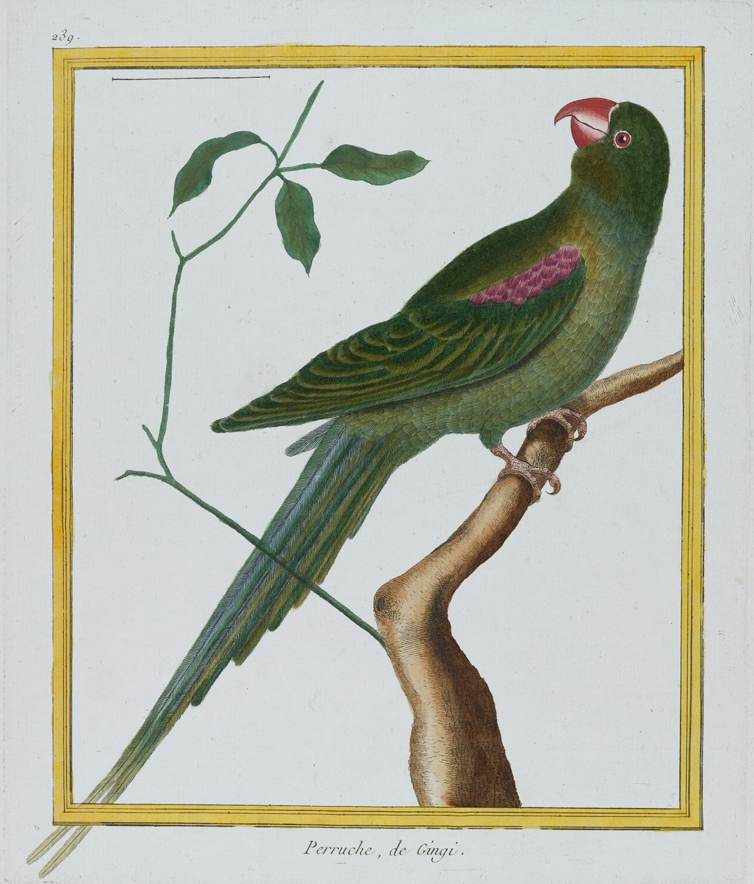 Perruche, de Gingi, c.1770-86 by Francois Nicolas Martinet