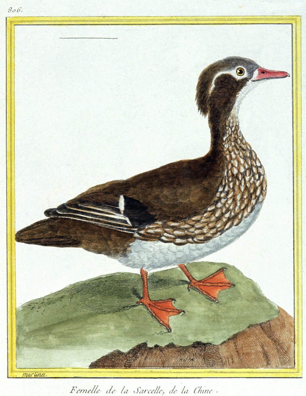Chinese Teal. Engraving by Francois Nicolas Martinet in: Histoire naturelle des oiseaux, by Georges Louis Leclerc de Buffon, France, c.1777 (colour engraving) by Francois Nicolas Martinet