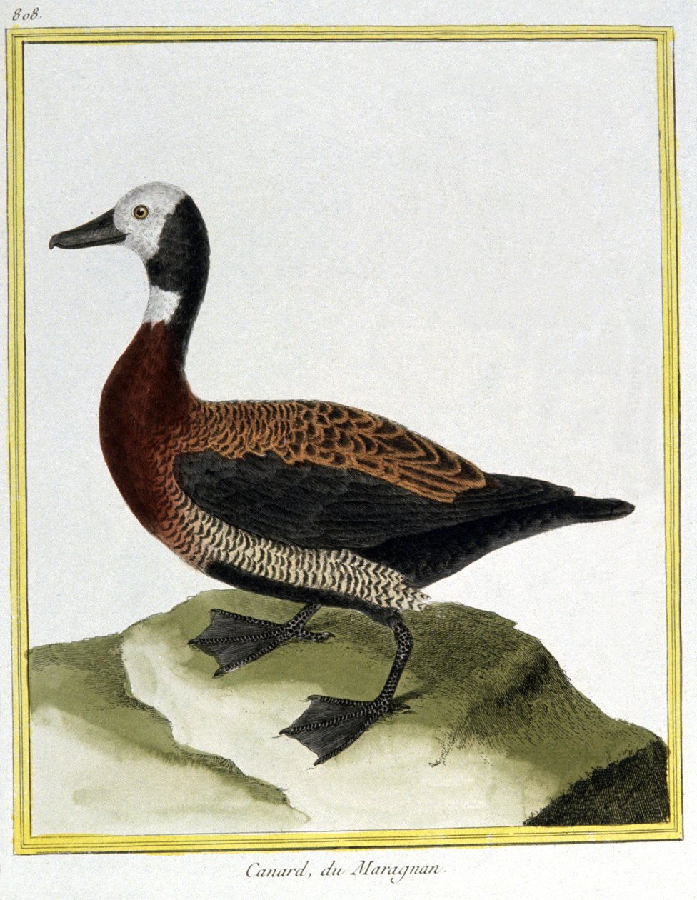 Eurasian Wigeon. Engraving by Francois Nicolas Martinet in: Histoire naturelle des oiseaux, by Georges Louis Leclerc de Buffon, France, c.1777 by Francois Nicolas Martinet