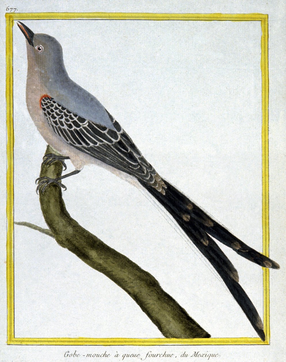 Flycatcher of Mexico. Engraving by Francois Nicolas Martinet in: Histoire naturelle des oiseaux, by Georges Louis Leclerc de Buffon, France, c.1777 by Francois Nicolas Martinet