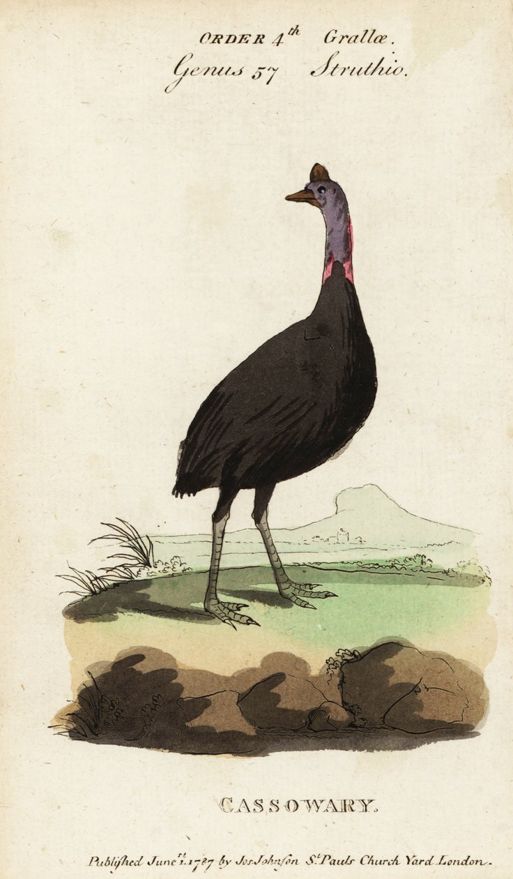Southern cassowary, Casuarius casuarius by Francois Nicolas Martinet