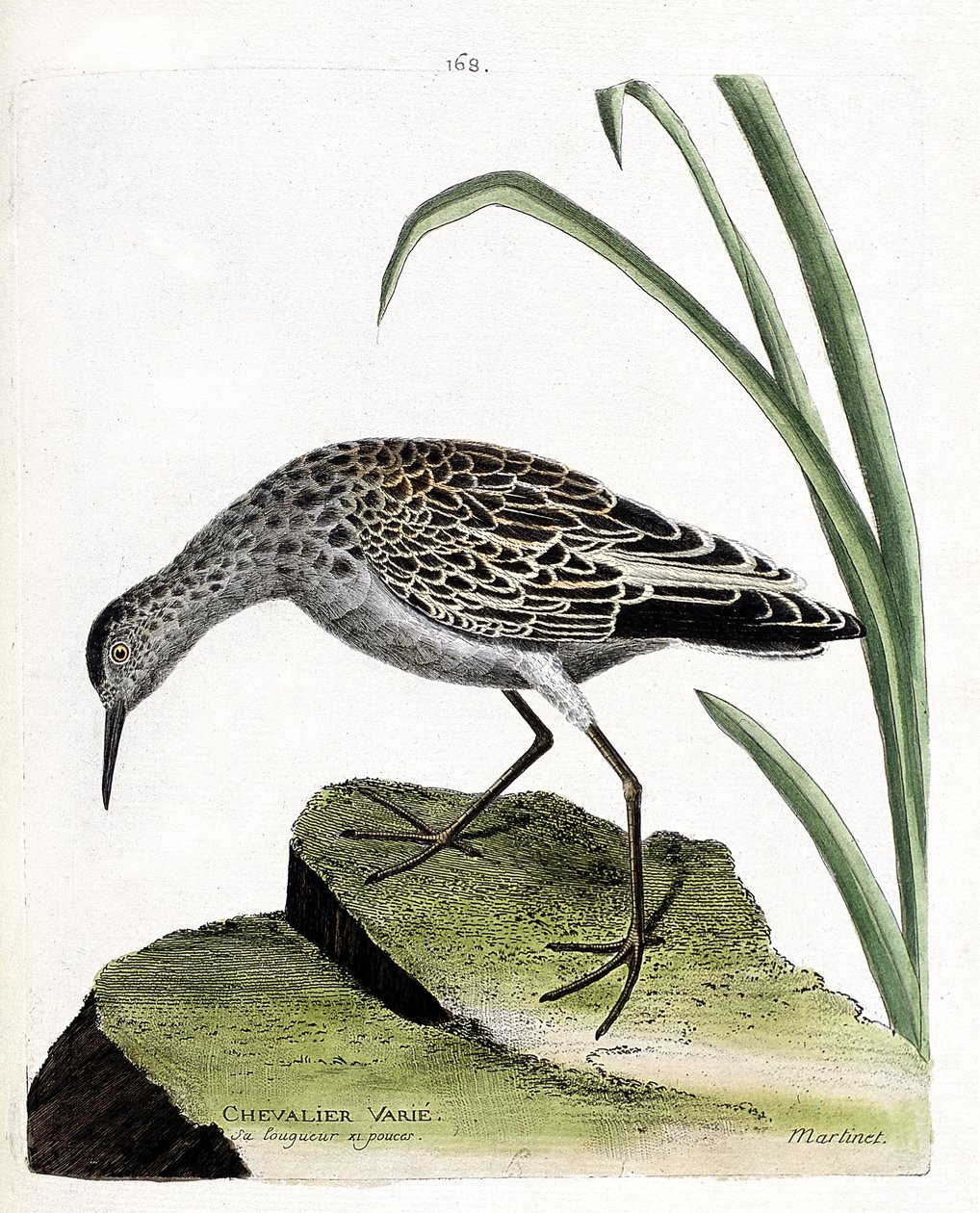 Zoological Board (Ornithology): Knight Varies (Fighter Varies or Philomachus Pugnax). Illustration in 